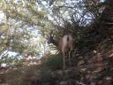 Deer at the side of the trail