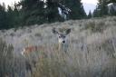 Deer in campground