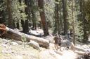 Jensen and Kent walking down Lembert Dome