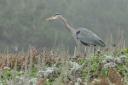 A Blue Heron on the bluff