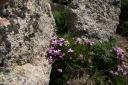Flowers above Lake Navajo