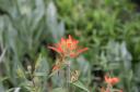 Indian Paint Brush