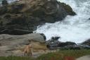 Dog and Waves