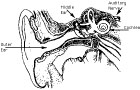 Schematic of Ear