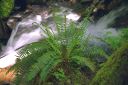 A creekside fern