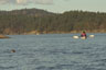 A Harbor Seal watches us approach Gossip Island